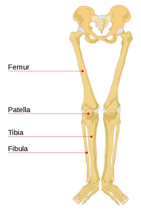 Bones Diagram, Leg Muscles Diagram, Hand Bone Anatomy, Bone Diagram, Ankle Anatomy, Leg Anatomy, Femur Bone, Drawing Legs, Leg Bones