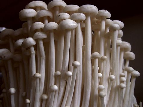 tall white skinny mushrooms enoki Mushroom Culture, Vintage Kitchen Canisters, Mushroom Species, Slime Mould, White Mushrooms, Cooking 101, Mushroom Decor, Stuffed Mushrooms, 10 Things