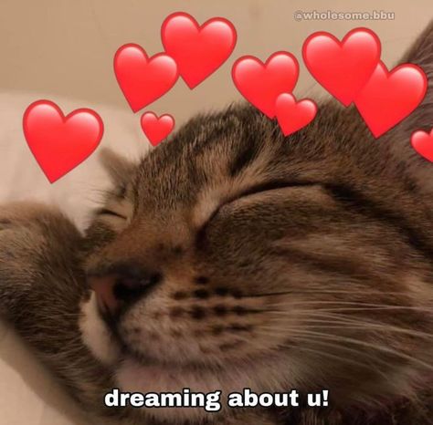 Goodnight Memes For Him Love You, Good Night Cute Images, Relationship Aesthetic, Cute Cat Memes, Love You Cute, Fav Person, Godly Relationship, Cute Messages, Funny Doodles