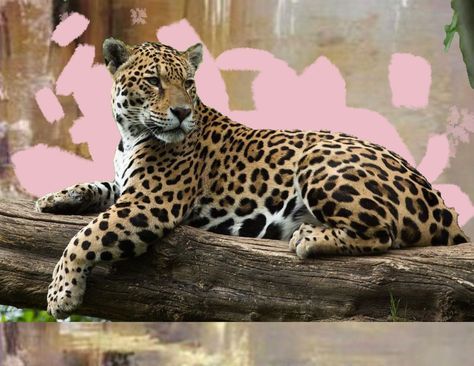 African Animals Photography, Leopard Drawing, Geometric Animal Tattoo, Panther Leopard, Big Cats Photography, Lily Art, Jaguar Animal, Pencil Techniques, Life Drawing Reference