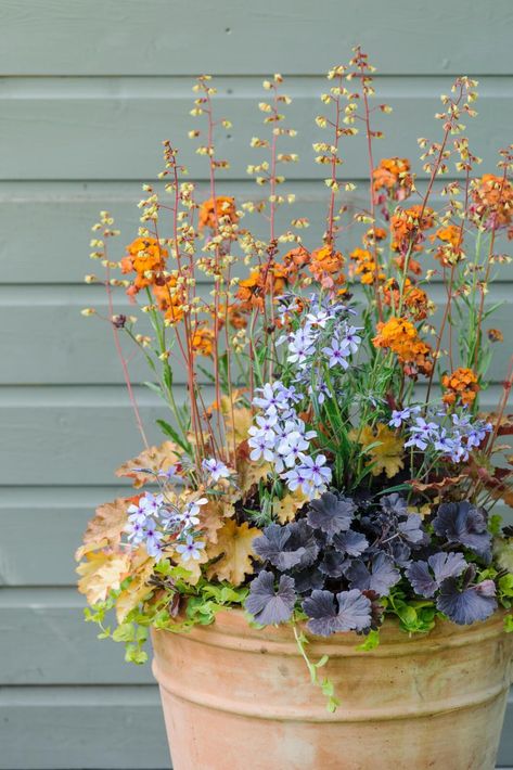 Wild Flower Container Garden, Plant Combinations For Pots, Very Small Garden Ideas Simple, Mixed Flower Pots, Gardening Pots, Container Gardening Flowers, Balcony Plants, Garden Containers, Container Flowers