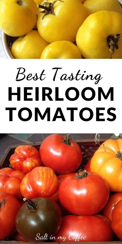 Heirloom Tomatoes Varieties, Best Tasting Tomatoes, Tomato Varieties, Yellow Tomatoes, Heirloom Vegetables, Luxury Garden, Garden Route, Tomato Garden, Growing Tomatoes