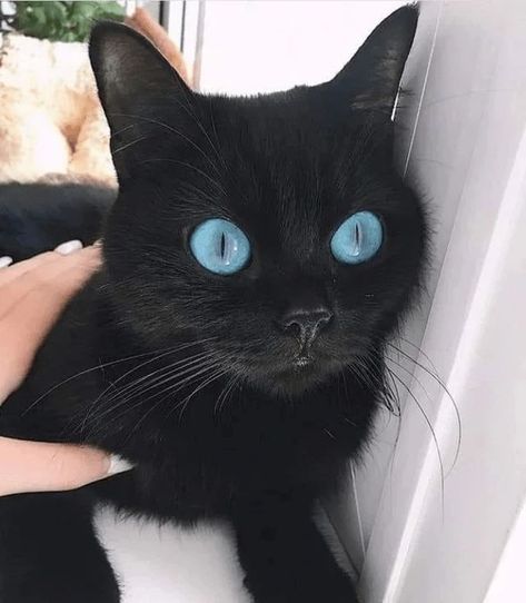 Visit Our Highlights to see Our Products #blackcat #blackcats #blackcatsofinstagram #blackcatsrule #blackcatsmatter #blackcatlove #blackcatsclub #blackcatsruletheworld #blackcatsofig #blackcatsarethebest #cat #cats #catlover #catsofinstagram Black Cat Blue Eyes, Black Cat With Blue Eyes, Rare Eye Colors, Rare Eyes, Serval Cats, Black Cat Lover, Rare Cats, Cat With Blue Eyes, Cute Small Animals