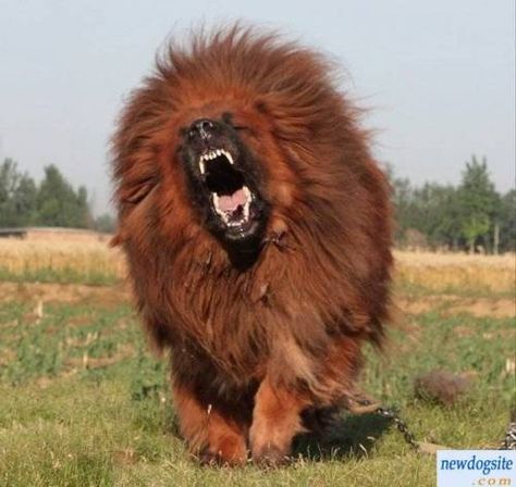 Red Tibetan Mastiff, Tibetan Mastiff Puppy, Tibetan Mastiff Dog, Most Expensive Dog, Giant Dog Breeds, Expensive Dogs, Mastiff Puppies, Big Dog Breeds, Scary Dogs