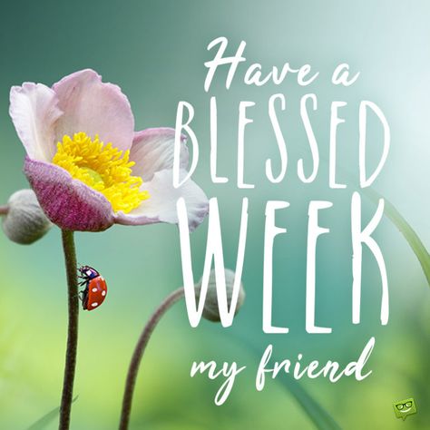 Have a blessed week image with beautiful flowers. Blessed New Week, Have A Blessed Week, Showers Of Blessing, Blessed Week, Monday Blessings, Happy New Week, Happy Week, Cute Good Morning Quotes, Monday Quotes