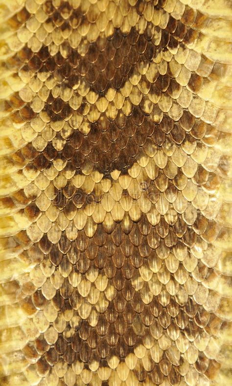 Rattlesnake Skin, Leather Skin, Stock Photography Free, Anime Artwork, Snakes, Scales, Snake Skin, Art Reference, Close Up