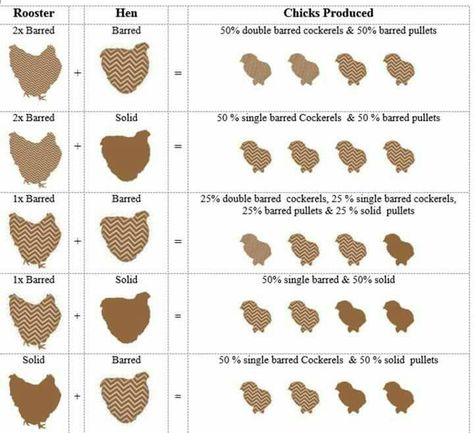 Silkie Breeding Chart, Chicken Breeding Chart, Splash Chicken, Chicken Genetics, Chicken Breeding, Chicken Coloring, Root Cellar, Keeping Chickens, Hobby Farm