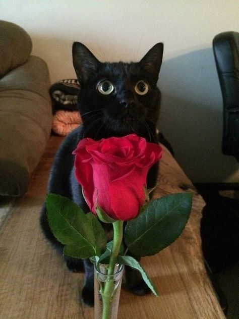 Cat With Rose, Graffiti Style Art, Cute Black Cats, Cute Animals Images, Silly Animals, Cat Person, Cool Pets, Pretty Cats, Black Cats