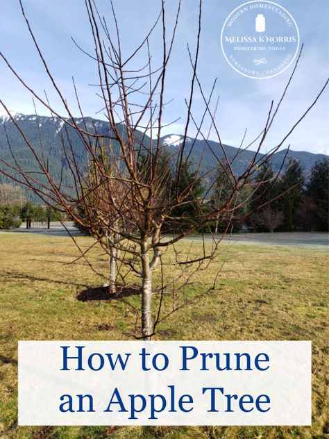 Pruning Apple Trees When, Pruning An Apple Tree, How To Trim An Apple Tree, Pruning Fruit Trees Apples, When To Prune Apple Trees, Pruning Apple Trees Branches, How To Prune An Apple Tree, Apple Tree Pruning, Growing Apple Trees