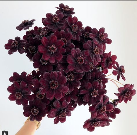 mod floral Interest Aesthetic, Chocolate Cosmos Flower, Red Cosmos, Purple Calla Lilies, Garden 2023, Chocolate Cosmos, Mini Calla Lilies, Dark Purple Flowers, Flower Types