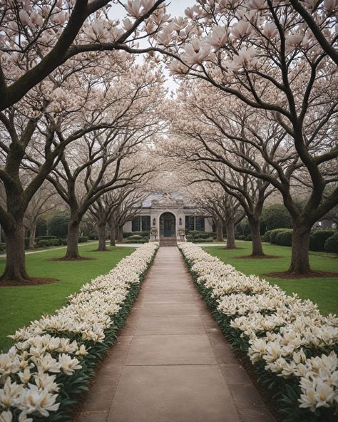 8 Best Trees To Line Property Allee Of Trees Driveway, Driveway Landscaping Trees, Long Driveway Landscaping, Formal Landscaping, Inspiring Gardens, French Cottage Style, Landscaping Projects, Family Compound, Land Development