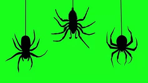 Spider Green Screen, Cool Colorful Backgrounds, Free Green Screen Backgrounds, Black Spiders, Green Screen Photo, Episode Interactive Backgrounds, Moving Backgrounds, Free Green Screen, Halloween Graphics