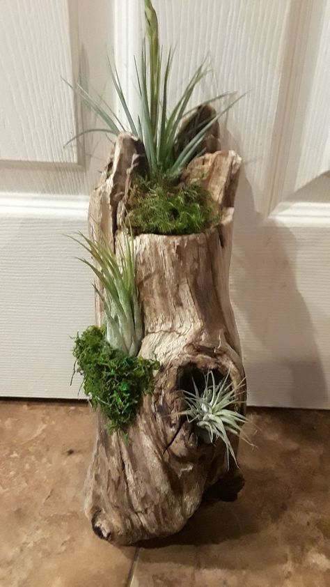 Log Decor Ideas, Cool Planters, Takken Decor, Air Plants Diy, Log Decor, Driftwood Planters, Air Plants Decor, Succulent Planter Diy, Succulent Garden Design