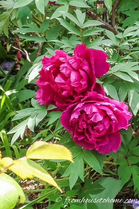 How to grow tree peonies that will produce huge stunning flowers | These tips on how to care for tree peonies really help to make sure the plants are healthy and add their beautiful blooms to the garden. Shade Loving Shrubs, Tree Peonies, Peony Care, Rose Fertilizer, Plants Under Trees, Growing Peonies, Stunning Flowers, Shade Gardens, Tree Peony