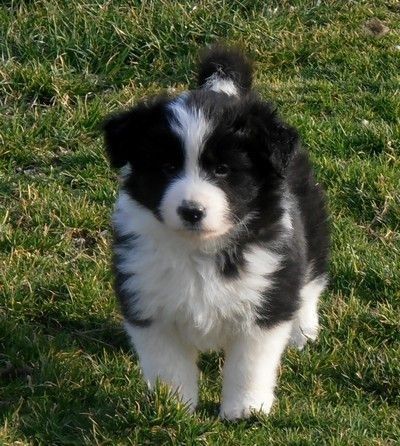 Border Collie Colors, Border Collie Puppy, Collie Puppy, Border Collie Puppies, Collie Puppies, Border Collie Dog, Herding Dogs, Australian Shepherds, Dog Tips