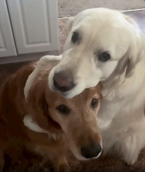 Golden Retriever Apologizes To Brother With Huge Hug After Stealing His Treat | FaithPot Golden Retriever Facts, Easy Fish Tacos, Super Cute Puppies, Taco Sauce, Husky Mix, Baby Animals Funny, Cute Funny Dogs, Fish Tacos