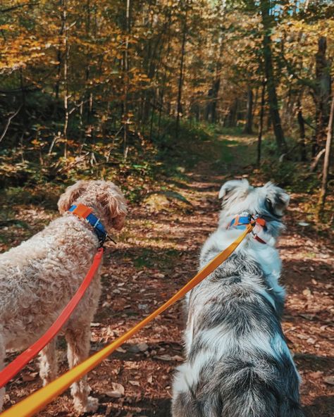 We’ve had some truly beautiful walks this week! 🌳✨ From Landon’s Bay to the Cataraqui Trail, these pups have been having the best adventures. The changing leaves make everything so scenic, but you can still feel that hint of summer in the air. ☀️🍂 Nothing beats autumn walks with happy dogs! 🐾 What are your hiking plans for the fall? #TrailWagAdventures #DogWalks #KingstonON #DogsofInstagram #AutumnWalks #DogAdventures #TrailLife #DogCareWhileYouWork #AdventureDogs #DogsDeserveTheBest Trail Life, Trail Dog, Feeling Grateful, Hiking Dogs, Changing Leaves, Making Space, G Adventures, Embrace Change, Gap Year