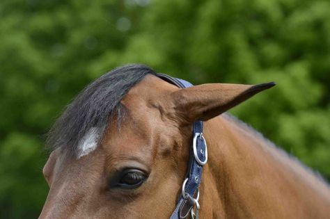 Read your horse's ears - Horse and Rider Horse and Rider Horse With Ears Back, Horse Heads, Horse Ears, Practice Drawing, Horse And Rider, Ear Pins, Drawing Practice, Work Today, Horse Rider