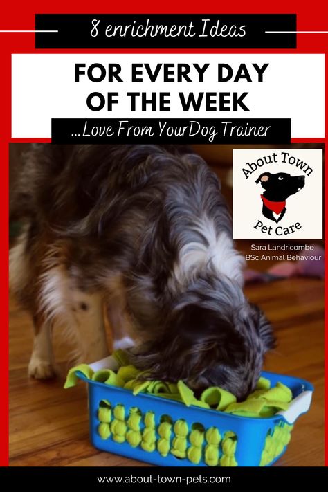 8 Super Simple Enrichment Ideas You Can Use Everyday Of The Week �– About Town Pets Non Food Dog Enrichment, Large Dog Enrichment Ideas, Indoor Enrichment For Dogs, Enrichment Toys For Dogs Easy Diy, Canine Enrichment Diy, Food Enrichment For Dogs, Diy Puppy Enrichment, Dog Interactive Toys Diy, Frozen Enrichment Bowls For Dogs