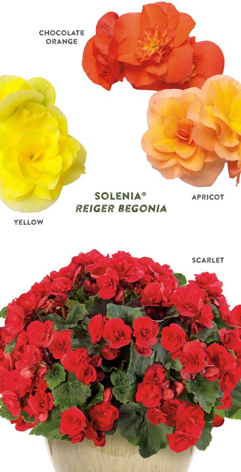 Bright color for shady spots, and not-so-shady spots, too! Solenia Begonia's vibrant colored blooms are produced on well-branched, mildew resistant plants all season long, without deadheading. Double flowers have attractive ruffling. Reaching 8-12" in height, these brightly colored annuals gorgeous alone in a single variety planter. Or, try mixing these sun tolerant begonias with other medium vigor plants in hanging baskets, upright containers and in well-drained landscape soil. Red Begonia Landscaping, How To Care For Begonias, Begonia Varieties And Names, Spotted Begonia Care, Sure Fire Rose Begonia, Proven Winners, Outdoor Flowers, Flowering Shrubs, Garden Recipes