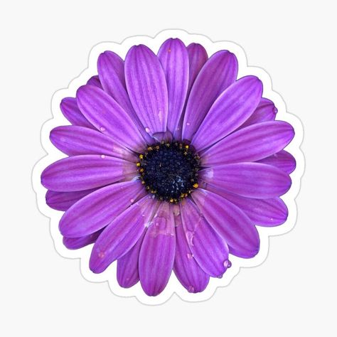 A lovely purple daisy sticker. This sticker comes in 3 different sizes. Design is available on clothes, decor, and so much more. Pinterest and IG: @AleeyahsArtGallery #summer #coolgifts #art #giftideas #sticker #stickers #cutestickers #summerstickers #summertimestickers #nature #cuteart #purplestickers #photography #naturelover #naturephotography #daisy #flowers #flowersticker #daisysticker #daisystickers #flowerstickers #daisies #cuteflowerstickers #spring #springtime Purple Stickers, Daisy Sticker, Flower Topper, Cartoon Cake, Purple Daisy, Pretty Purple, Daisy Flowers, Paper Quilling, Rain Drops