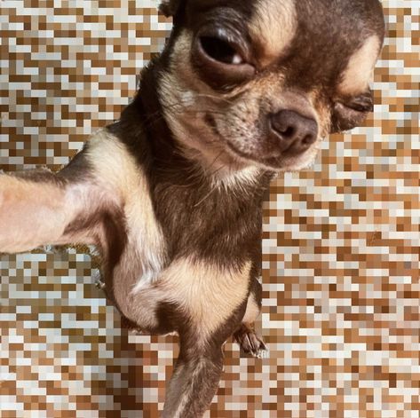 Dog Selfie Funny, Brown Profile Picture, Dog Profile Pictures, Dog Taking Selfie, Funny Profile Pictures Aesthetic, Chihuahua Wallpaper, Chihuahua Aesthetic, Aesthetic Cute Dog, Dogs Selfie