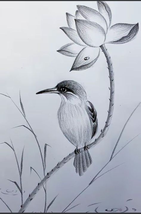 Bird Pencil Drawing, Vogel Silhouette, Pencil Drawing Images, Arte Aesthetic, Pencil Drawings Of Flowers, Silent Scream, Pencil Drawings Of Animals, Bird Sketch, Nature Art Drawings