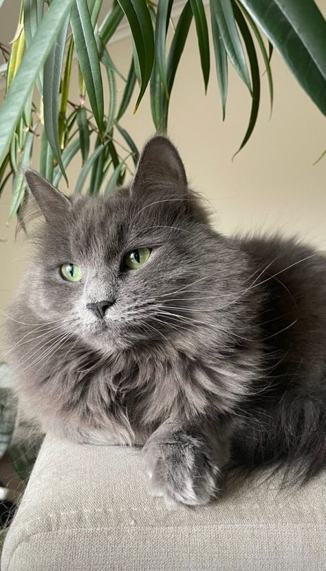 Russian Grey Cat, Nebelung Cat, Nebelung, Cat Lounge, Cute Animal Memes, Cute Black Cats, Cat Aesthetic, Cute Cats And Dogs