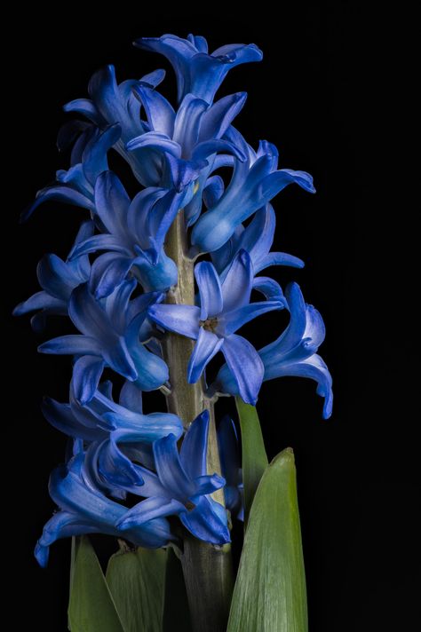 Hyacinth Aesthetic, Hyacinth Flower, Blue Hyacinth, Hyacinth Flowers, Wonderful Flowers, Blue Garden, Flower Therapy, Language Of Flowers, Nature Garden