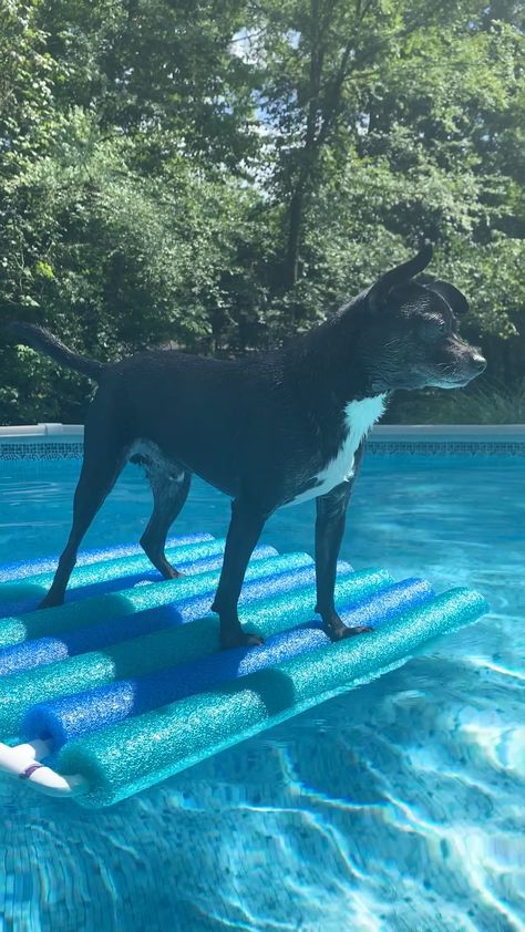 Dog Floats For Lake, Diy Dog Floats For Pool, Diy Dog Ramp For Above Ground Pool, Above Ground Pool Dog Ramp, Diy Dog Pool, Pool Ramp, Dog Pool Ramp, Dog Pool Floats, Pool Stuff