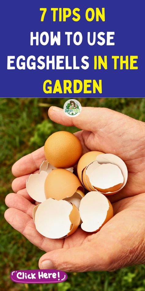 "Discover 7 amazing uses for eggshells in the garden that enhance your organic gardening tips! Learn how to use eggshells in your garden as a natural fertilizer, improving soil health and providing essential nutrients. Perfect for gardening for beginners, these egg shell uses will transform your garden. Explore how to fertilize your garden effectively with eggshell fertilizer and unlock the secrets of sustainable gardening!" Egg Shells For Plants, Eggshells In Garden, Egg Shells In The Garden, Eggshell Fertilizer, Houseplant Hacks, Egg Shell Uses, Easy Indoor Plants, Shell Diy, Sustainable Gardening