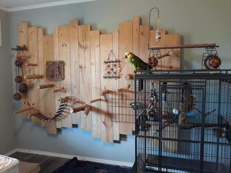 Diy Bird Room, Parrot Room Ideas Pet Birds, Diy Parrot Perch, Birdroom Ideas, Budgie Room, Diy Parrot Cage, Bird Room Ideas Diy, Indoor Bird Room Ideas, Bird Room Ideas