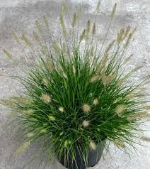 Small Ornamental Grasses | Fairview Garden Center Short Ornamental Grasses, Decorative Grasses, Garden Knowledge, Miniature Fountain, Fescue Grass, Grass Plants, Blue Fescue, Landscape Borders, Ornamental Grass