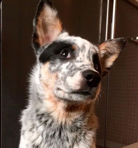 American Cattle Dog, Blue Heeler Puppy Names, Best Female Dog Names, Puppy Names Unique, Puppy Girl Names, Red Heeler Dog, Cattle Dog Puppy, Blue Heeler Photography, Red And Blue Heeler