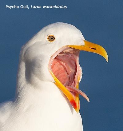 Funny Seagulls | New Photos-Images | Funny And Cute Animals Seagull Illustration, Scream Meme, Bird Puppet, Cute Animal Photos, Cute Birds, Birdy, Animal Photo, Puppets, Pet Birds