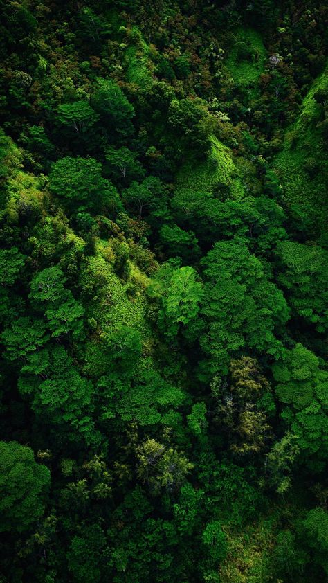 iPhone wallpaper Jungle Pictures, Green Factory, Amazon Forest, Forest Pictures, Forest Wallpaper, Eco Friendly House, Green Trees, Nature Landscape, Aerial Photography