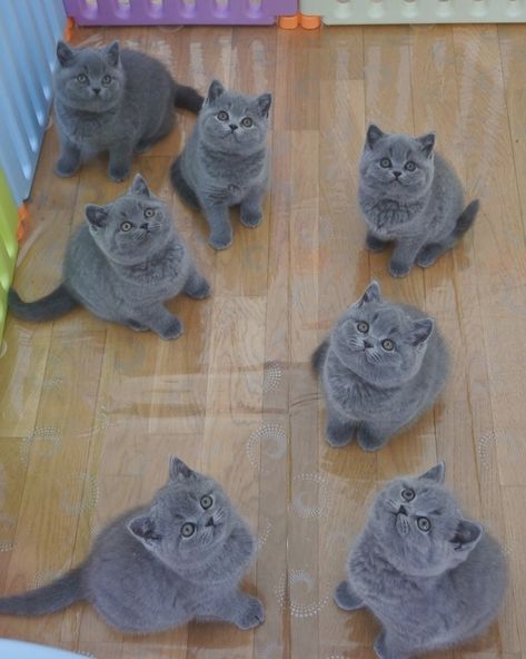 I just want all the KITTIES!!!!! British Blue Cat, Russian Blue Cat, British Shorthair Cats, Bohol, Kittens Funny, Russian Blue, Cute Cats And Kittens, Cute Kittens, Blue Cats