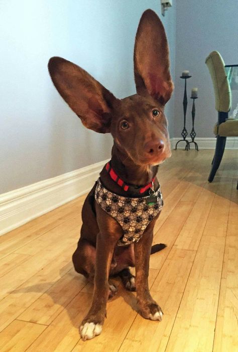 Like the ears!! Dog Snapchats, Funny Animal Pictures, Doberman, Animal Memes, Cute Funny Animals, Dog Pictures, I Love Dogs, Animals Beautiful