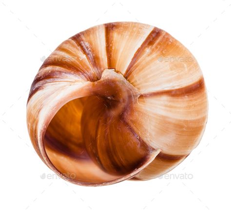 empty shell of roman snail isolated on white by vvoennyy. empty shell of roman snail isolated on white background #AD #roman, #snail, #empty, #shell Roman Snail, Snail Shell, Sea Animals, Business Flyer, Flyer Design, White Background, Shells, Animals, White