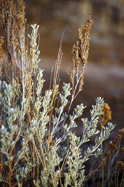 Sagebrush Aesthetic, Sagebrush Tattoo, Southwest Plants, Artemisia Tridentata, Painting Snowman, Los Padres National Forest, Fleet Foxes, Sage Plant, Refined Coconut Oil