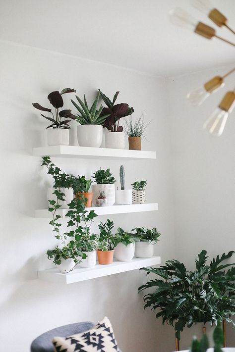 How to Build the Perfect Plant Wall | Fit Foodie Finds Wall Shelves With Plants, Plant Feature Wall, Living Wall Indoor, Plant Styling, Indoor Plant Wall, Wall Planters Indoor, Living Room Plants, Fit Foodie, Room Redesign