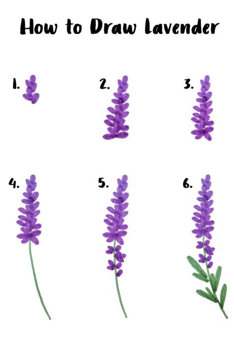 Easy six step lavender drawing | drawings inspirational | cool art | cool drawings | doodle drawings | what to draw | drawing tutorials | drawings beautiful | artsy drawings | how to draw stuff | nature drawings | pretty things to draw | how to draw flowers Lavender Sketch Drawings, Flowers Drawing Easy Step By Step, Easy Flower Sketches Step By Step, Easy Plant Sketches, How To Paint Wildflowers Easy, Drawing Plants Easy, Draw Lavender Step By Step, Plant Drawing Step By Step, Flower Doodles Easy Step By Step