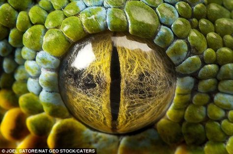 Reptile Eye, Lizard Eye, Animal Close Up, Insect Eyes, Close Up Art, Foto Macro, Eye Close Up, Rabbit Cages, Close Up Photo