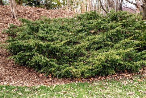 'Sea Green' Juniper is a coniferous shrub with an attractive cascading habit that is useful in ornamental horticulture. Sea Green Juniper, Juniper Shrub, Juniper Bush, Ornamental Horticulture, Front Landscape, Ground Covering, Front Landscaping, Plant Diseases, Tree Care