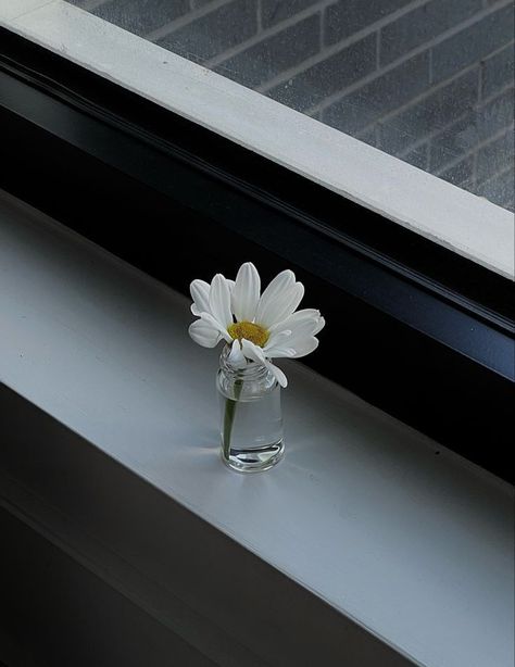 Bloom Aesthetic, Simplicity Photography, Minimalism Aesthetic, Black Minimal, Glass Photography, Daisy Art, Photos Aesthetic, Daisy Wallpaper, Minimal Photography