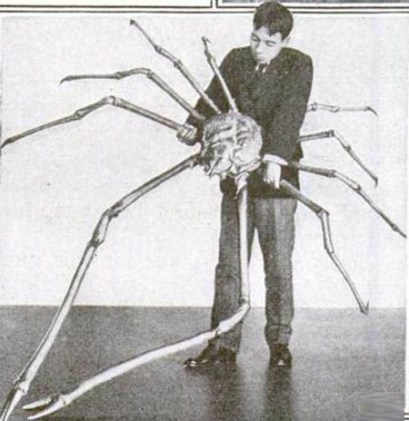 Japanese spider crab Japanese Spider Crab, Spider Crab, Engelberg, Creature Marine, Giant Spider, Real Monsters, Deep Sea Creatures, Weird Science, Kagoshima