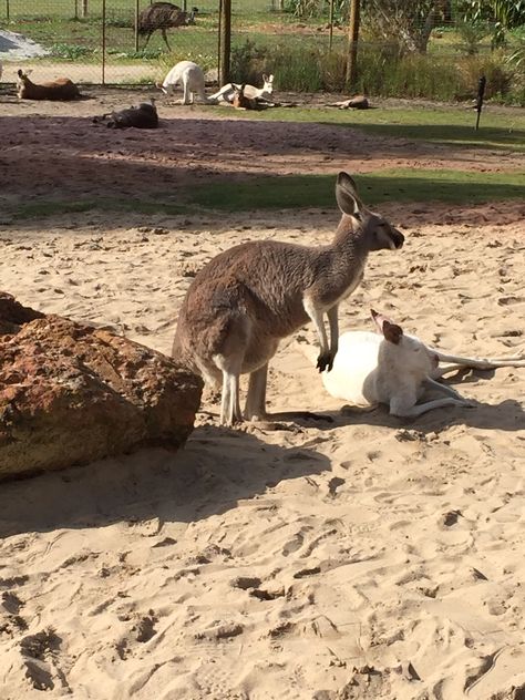 Caversham Wildlife Park Caversham Wildlife Park, Wildlife Park, Perth Australia, Western Australia, Perth, Kangaroo, Australia, Animals