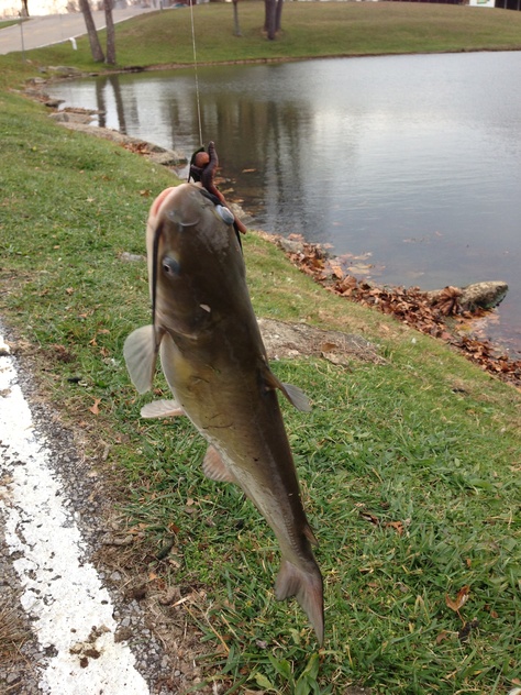 Catfish Fishing Catfish, Pictus Catfish, Max And Nev Catfish, Nev Catfish, Big Catfish, How To Catch Catfish, Striped Bass, Boy Tattoos, Fishing Reels