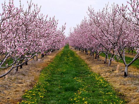 Peach Tree Orchard - Niagara Peninsula, ON   I can't wait to plant my peach tree this spring! Tree Orchard, Homestead Gardening, Peach Orchard, Bush Garden, Orchard Tree, Jacaranda Tree, Flame Tree, Wine Grapes, Peach Tree