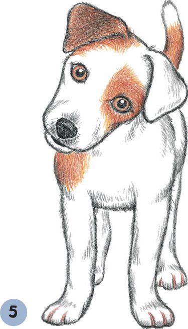 Drawing Dogs Cute, Dogs And Puppies Drawings Easy, How To Draw A Jack Russell Step By Step, Dogs Drawing Sketches, Dogs And Puppies Drawings, Cute Dog Sketch Easy, Cute Puppy Drawing Sketch, Jack Russell Dogs Drawings, Dog Images Drawing